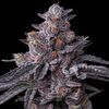 Zillions, Фасовка: 1, изображение 3
